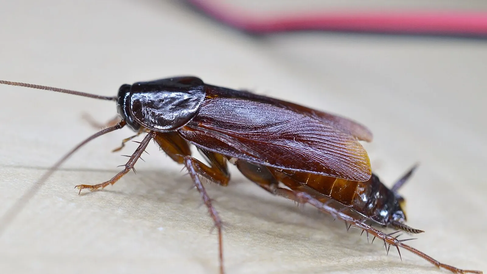 Blatta orientale (Blatta orientalis)