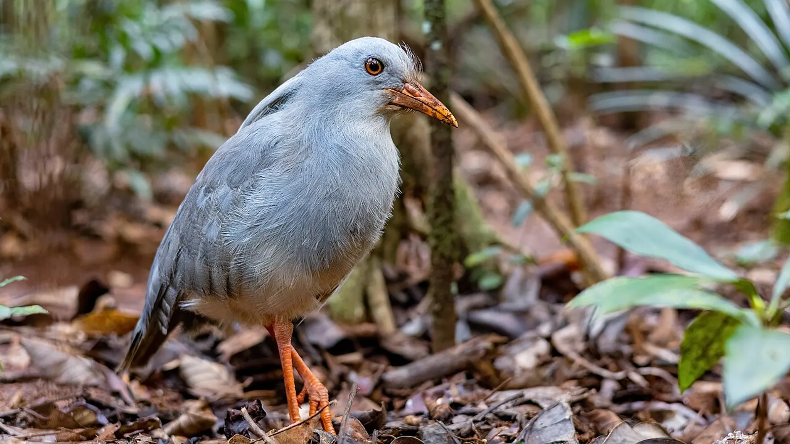 Kagu (Rhynochetos jubatus)