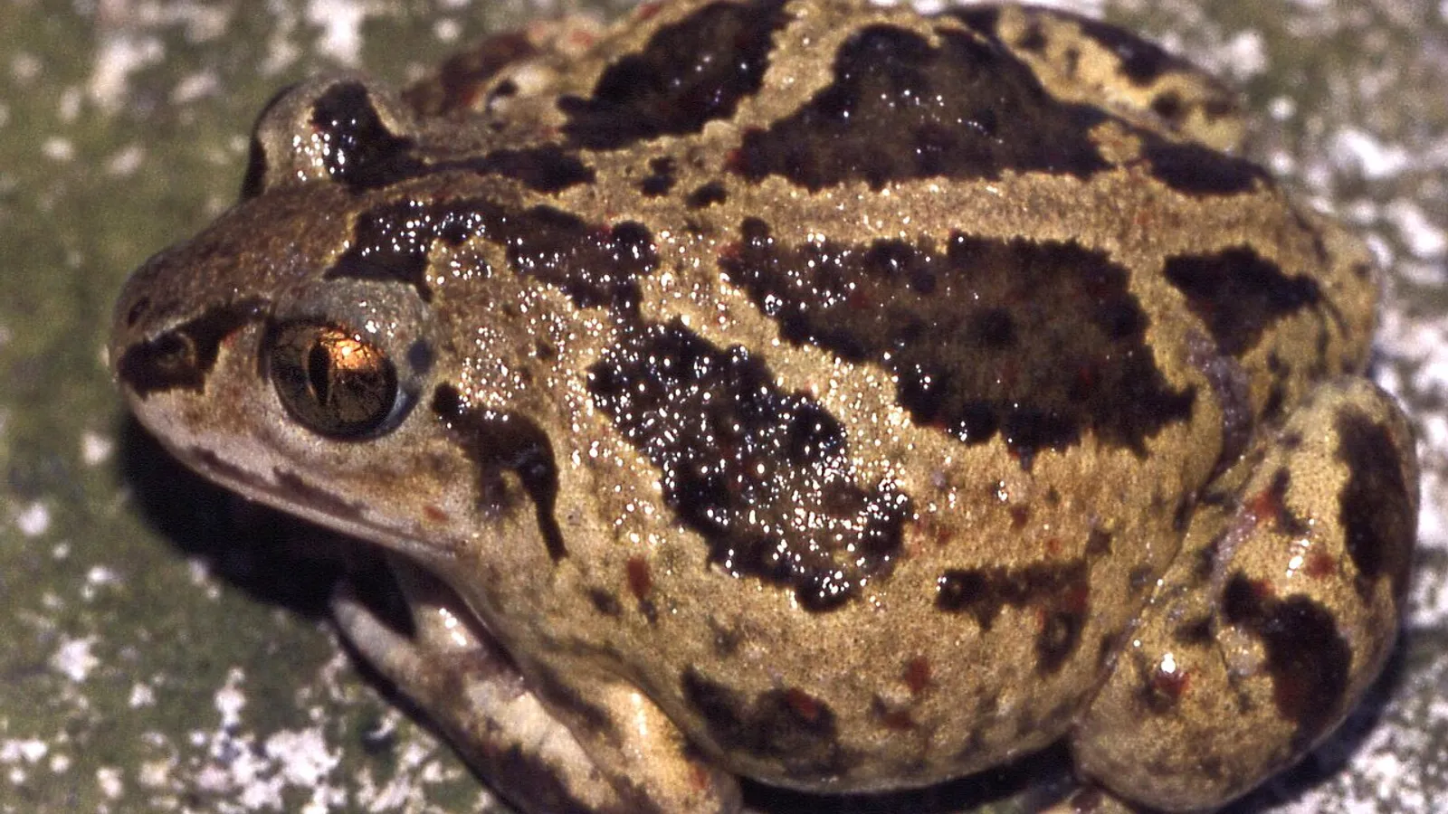 Pelobate fosco (Pelobates fuscus)