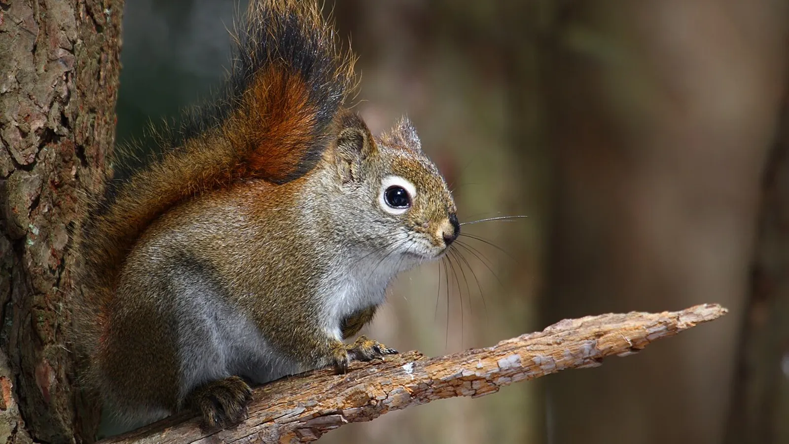 American red squirrel (Tamiasciurus hudsonicus)