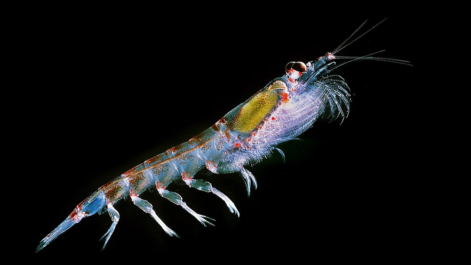 Krill antartico (Euphausia superba)