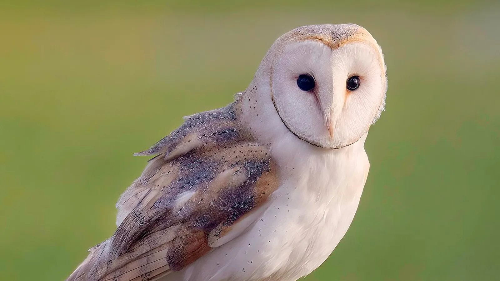 Barbagianni (Tyto alba)