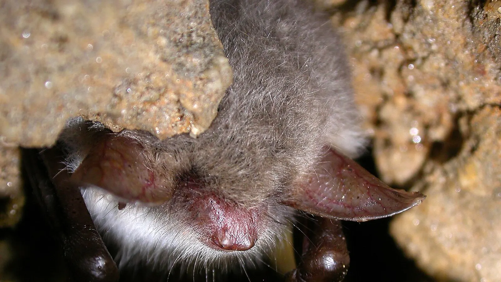Pipistrello vespertilio di Natterer (Myotis nattereri)