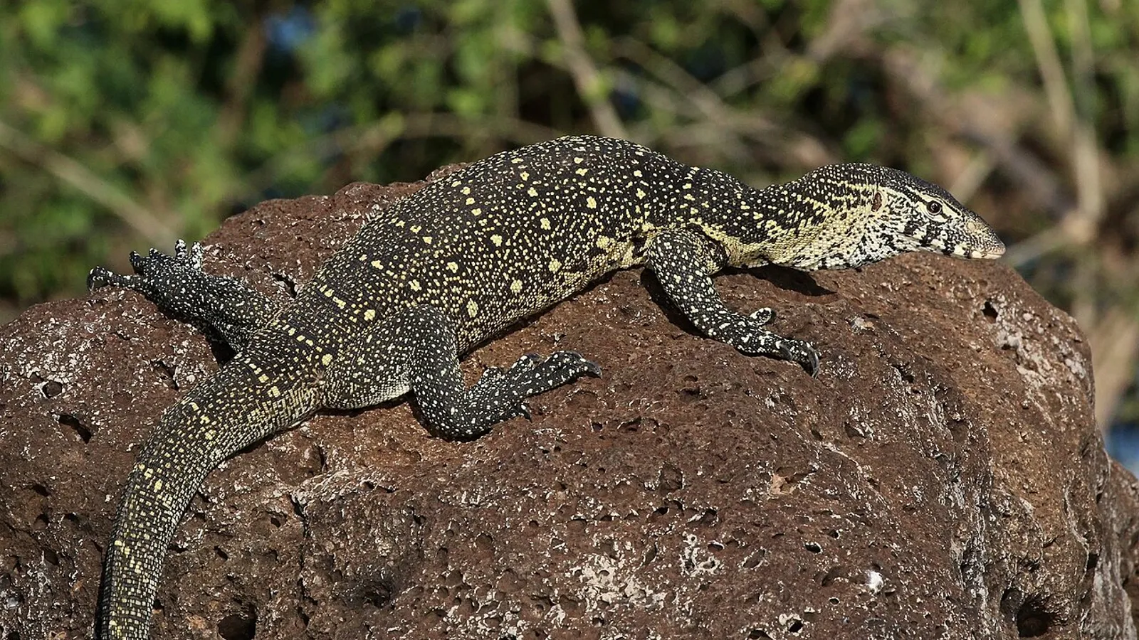 Varano del Nilo (Varanus niloticus)