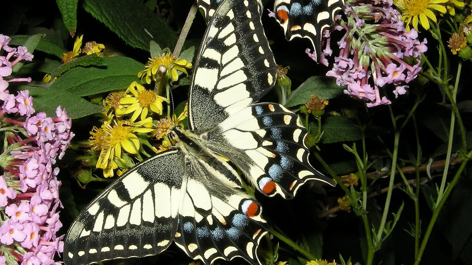 Farfalla macaone (Papilio machaon)