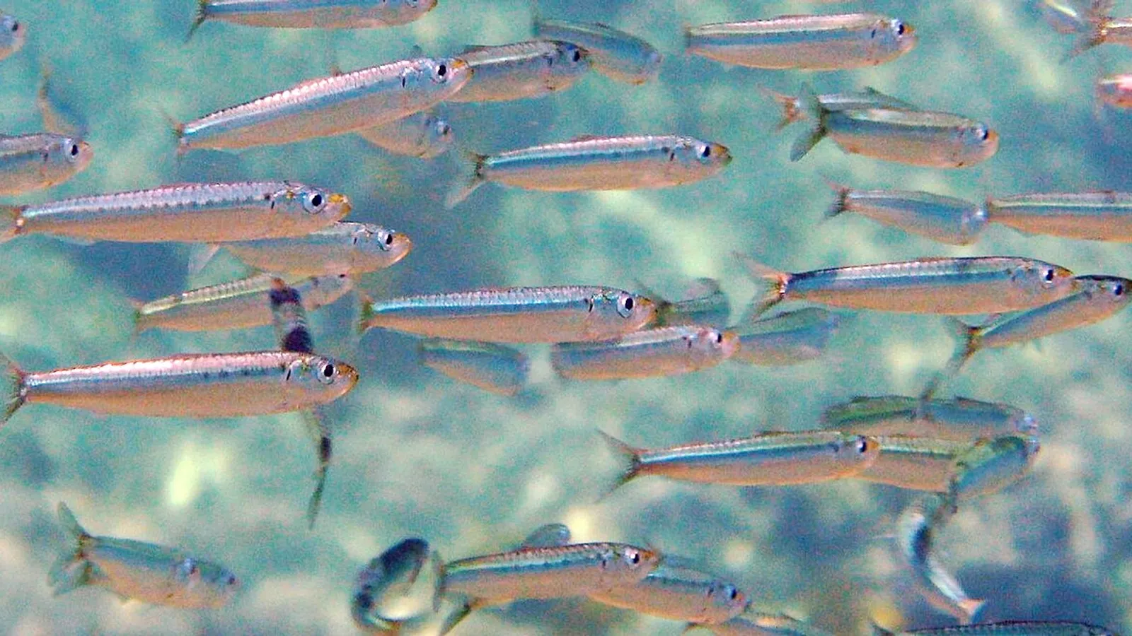 European pilchard (Sardina pilchardus)