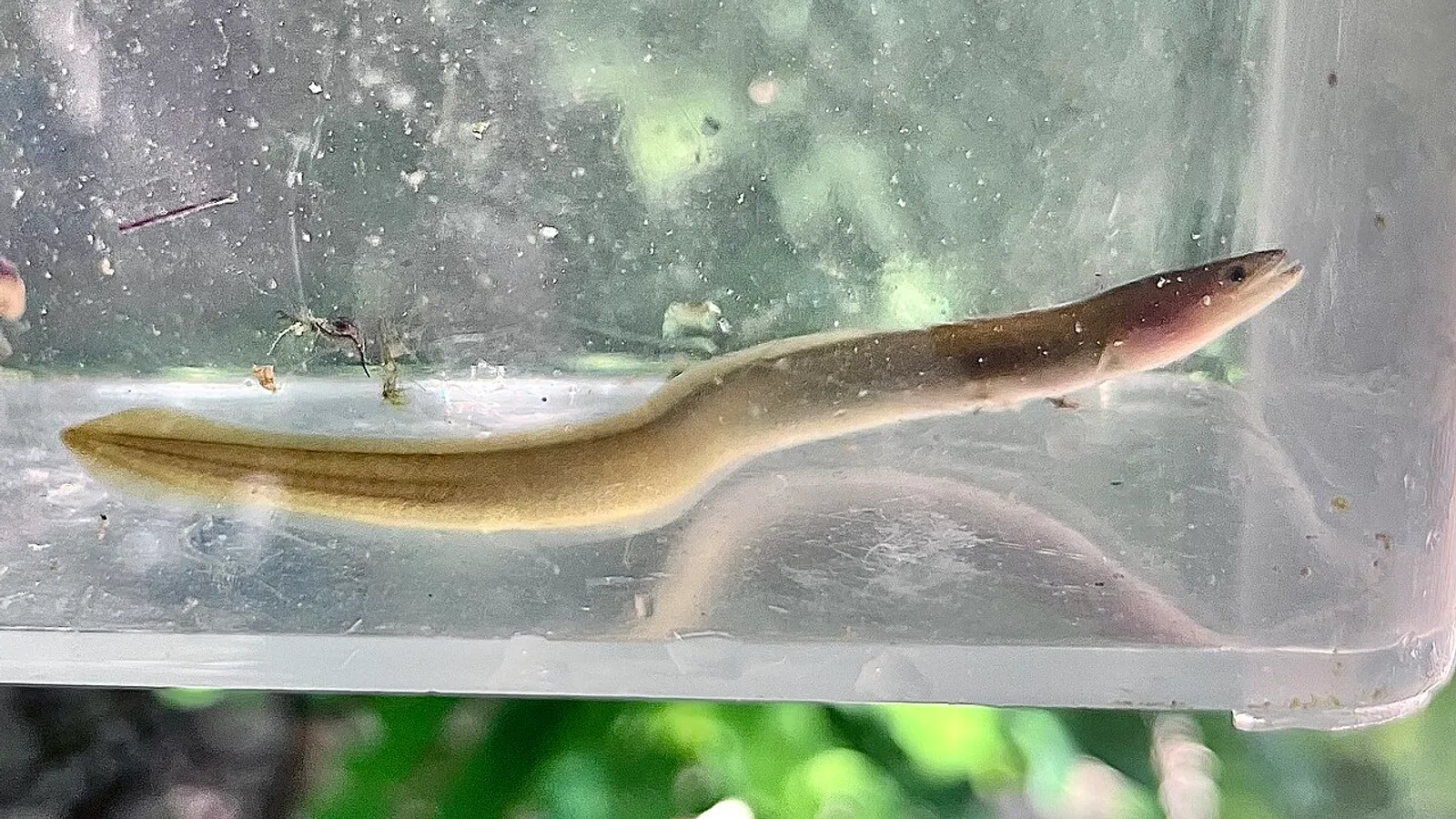 Anguilla europea (Anguilla anguilla)