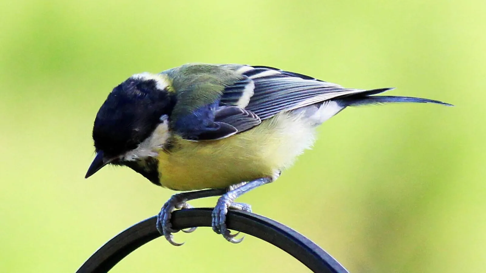 Cinciallegra (Parus major)