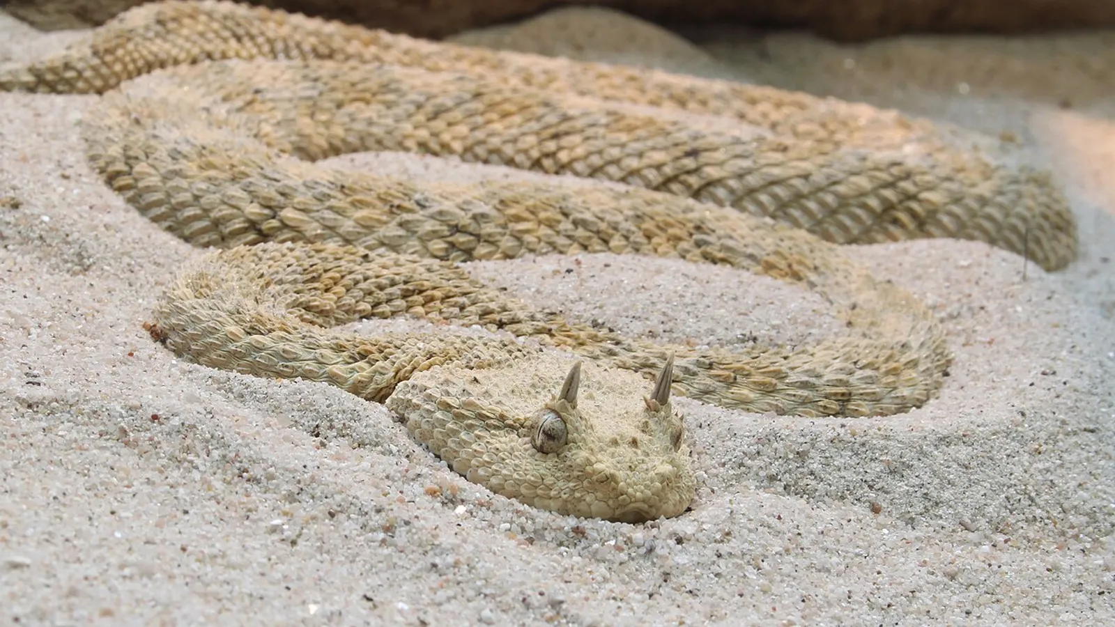 Vipera cornuta del deserto (Cerastes cerastes)