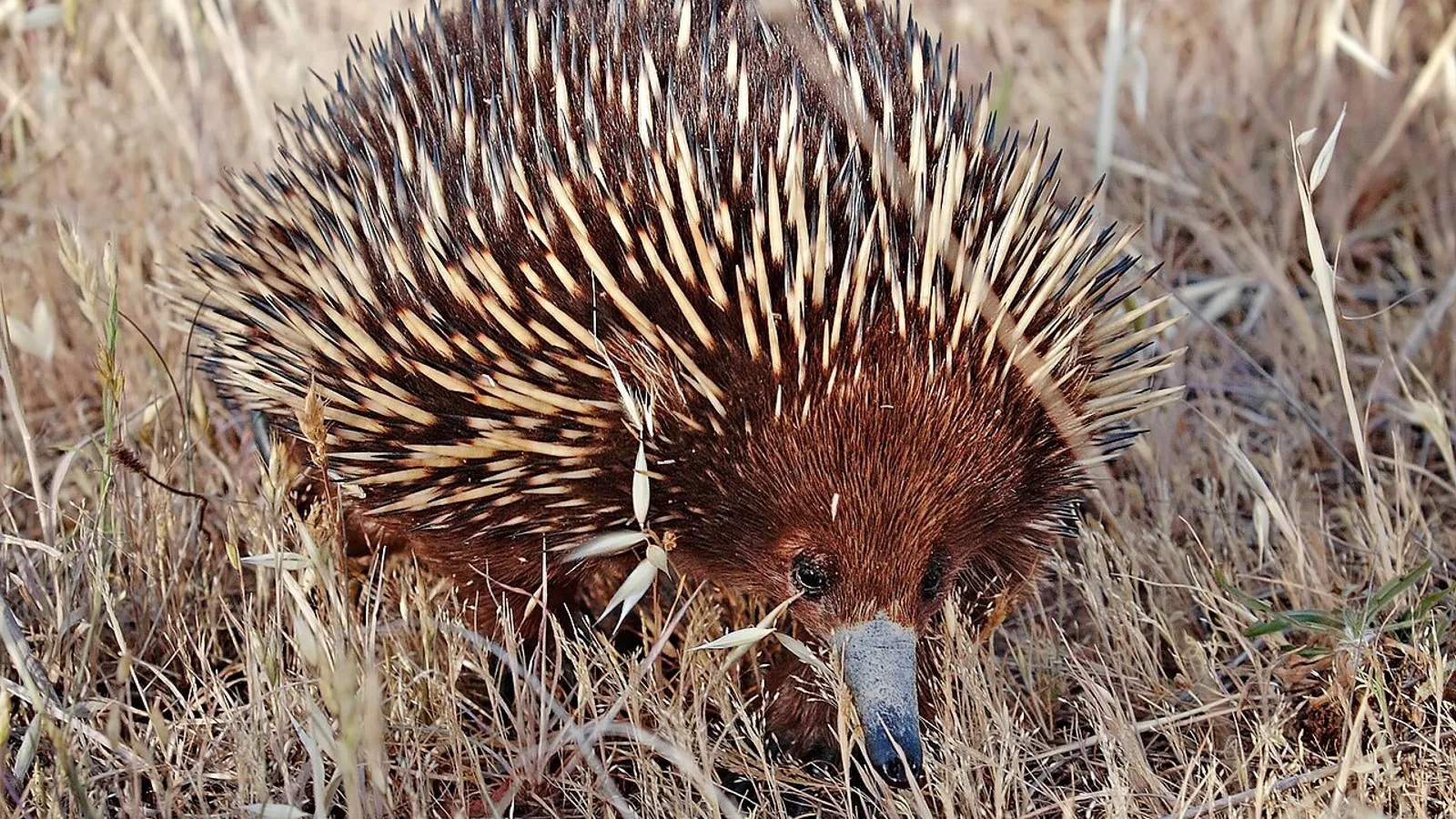 Short-beaked echidna (Tachyglossus aculeatus)