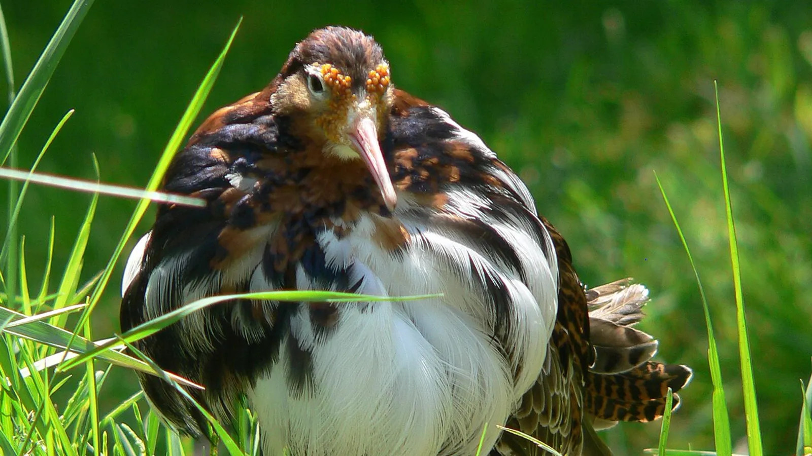 Combattente (Calidris pugnax)