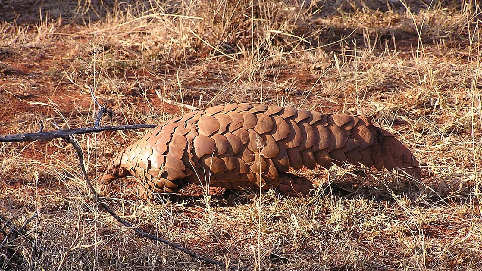 Ground pangolin (Smutsia temminckii)