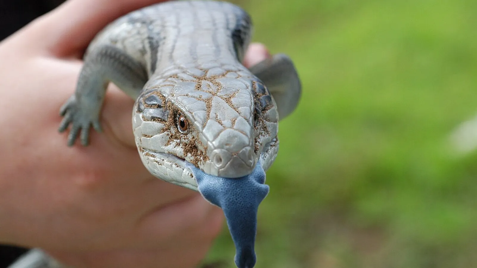 Eastern blue-tongued lizard (Tiliqua scincoides)