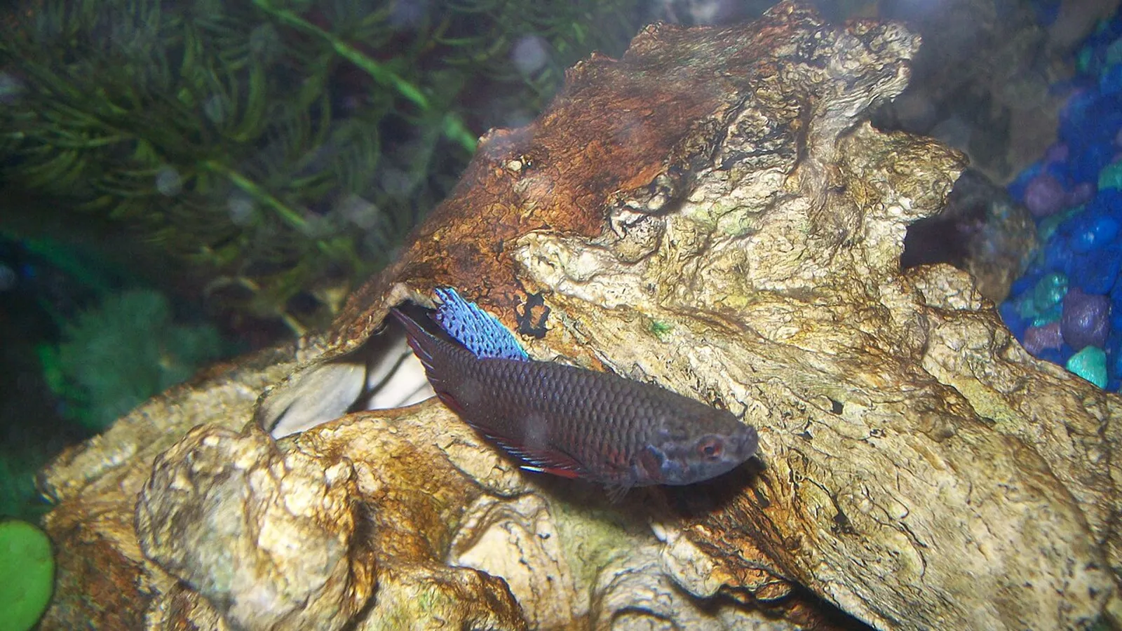 Pesce combattente (Betta splendens)