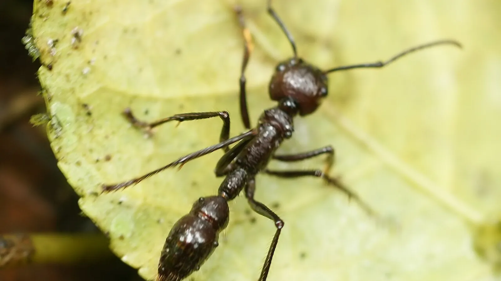 Formica proiettile (Paraponera clavata)