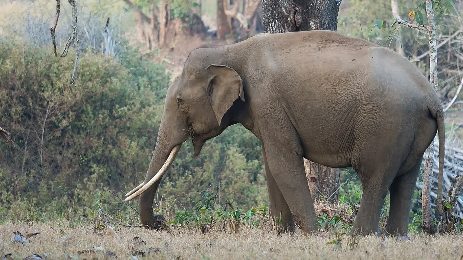 Asian elephant (Elephas maximus)