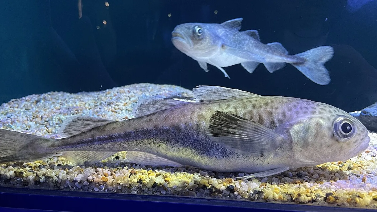 Merluzzo polare (Boreogadus saida)
