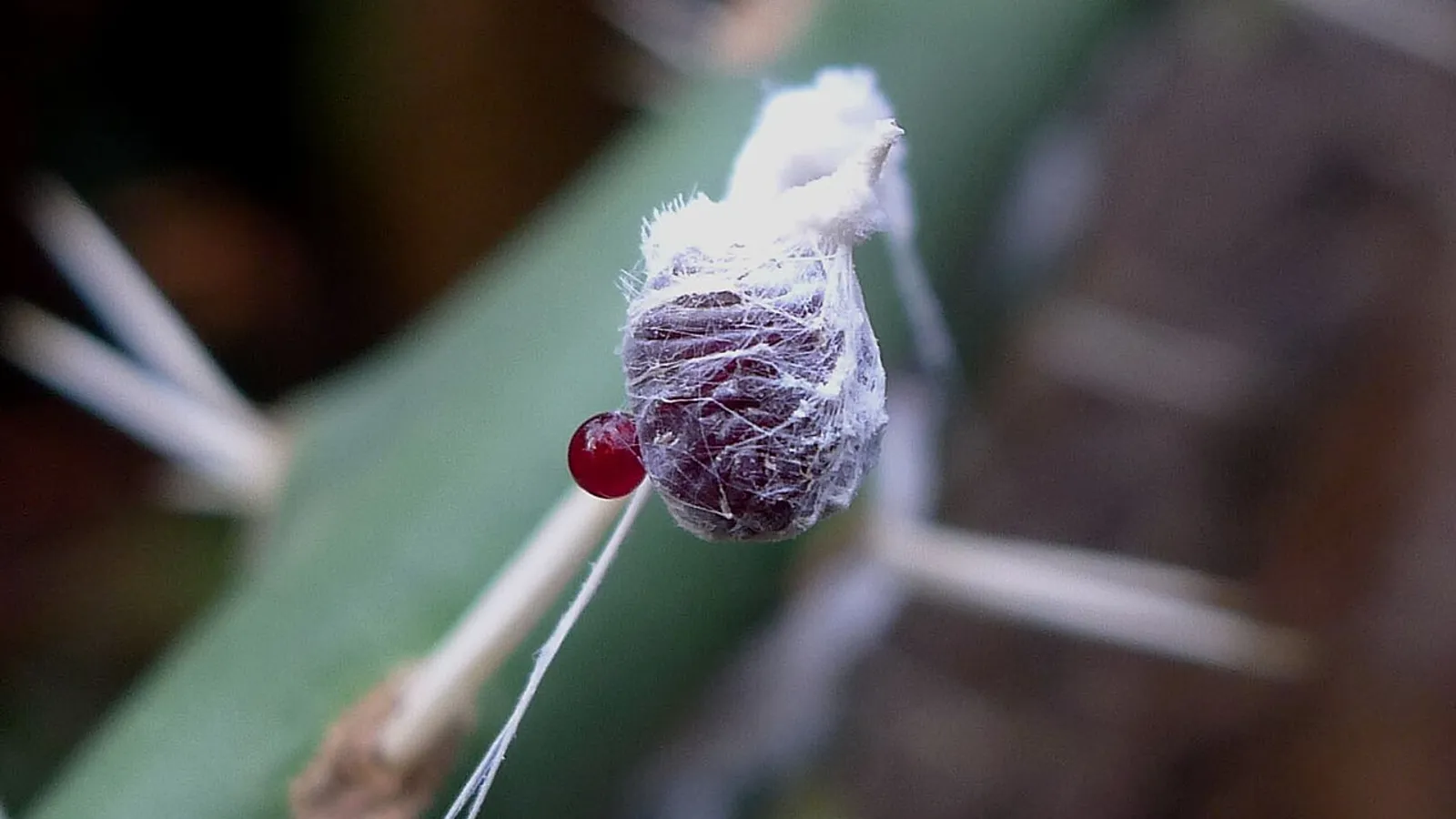Cocciniglia del carminio (Dactylopius coccus)