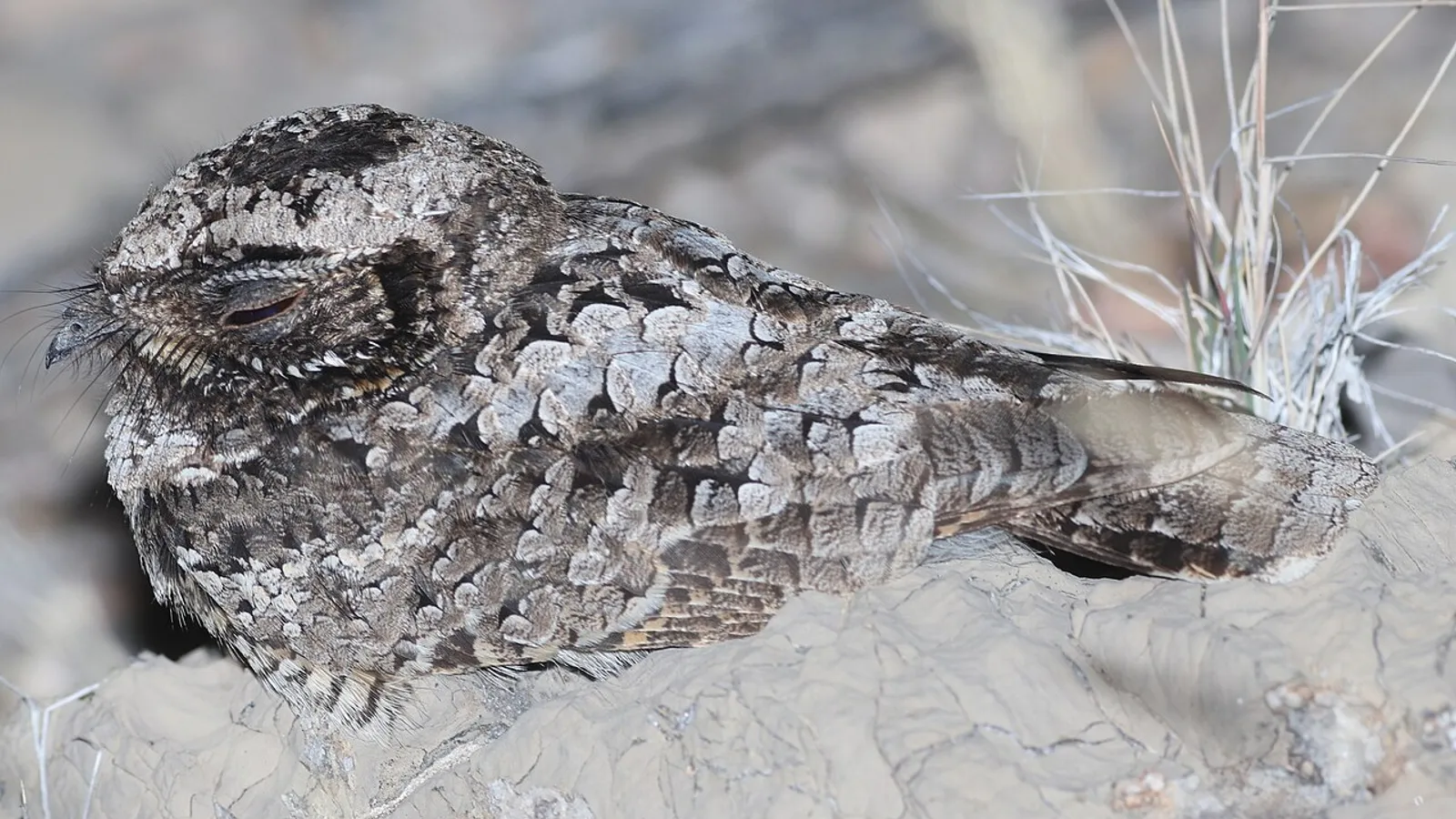 Succiacapre di Nuttall (Phalaenoptilus nuttallii)