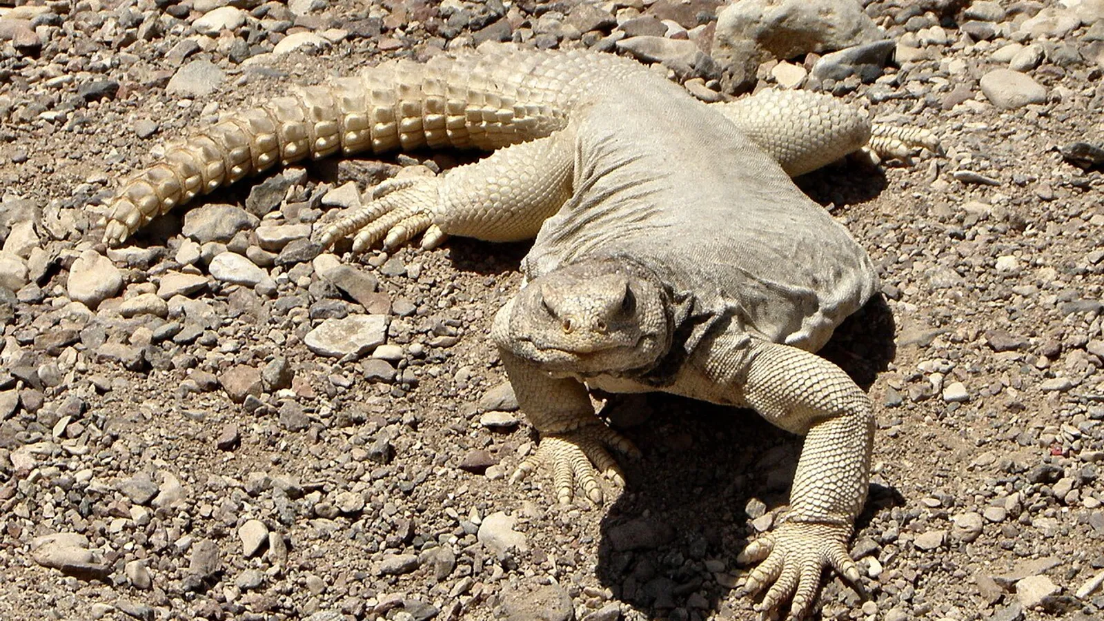 Egyptian mastigure (Uromastyx aegyptia)