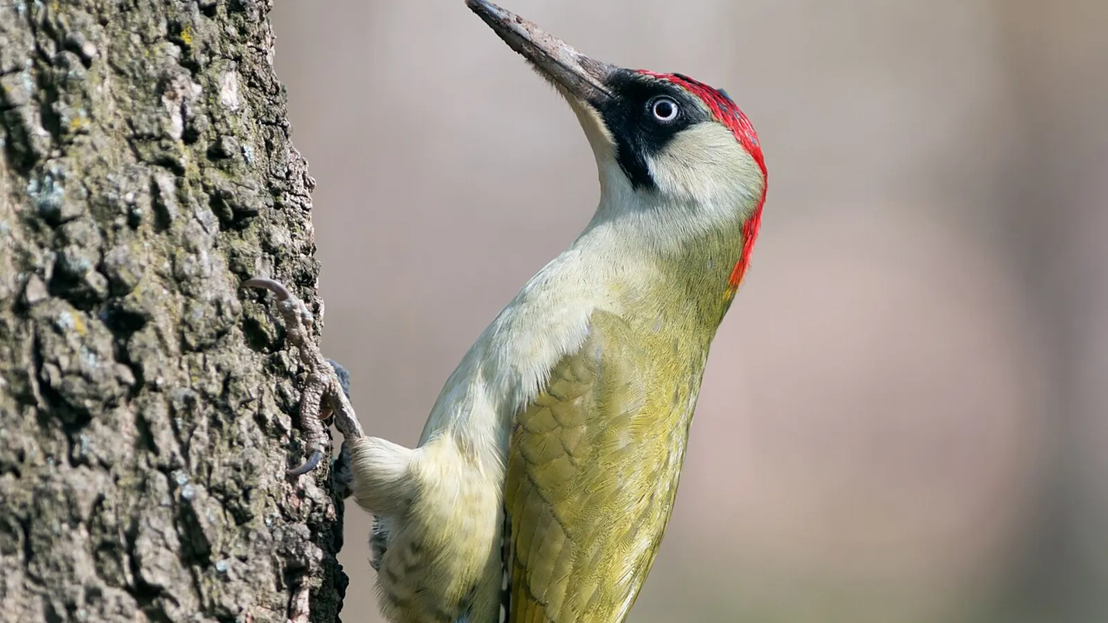 Picchio verde (Picus viridis)