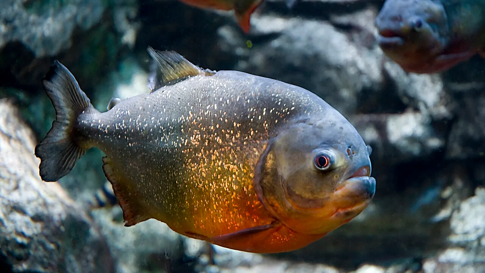 Piranha dal ventre rosso (Pygocentrus nattereri)