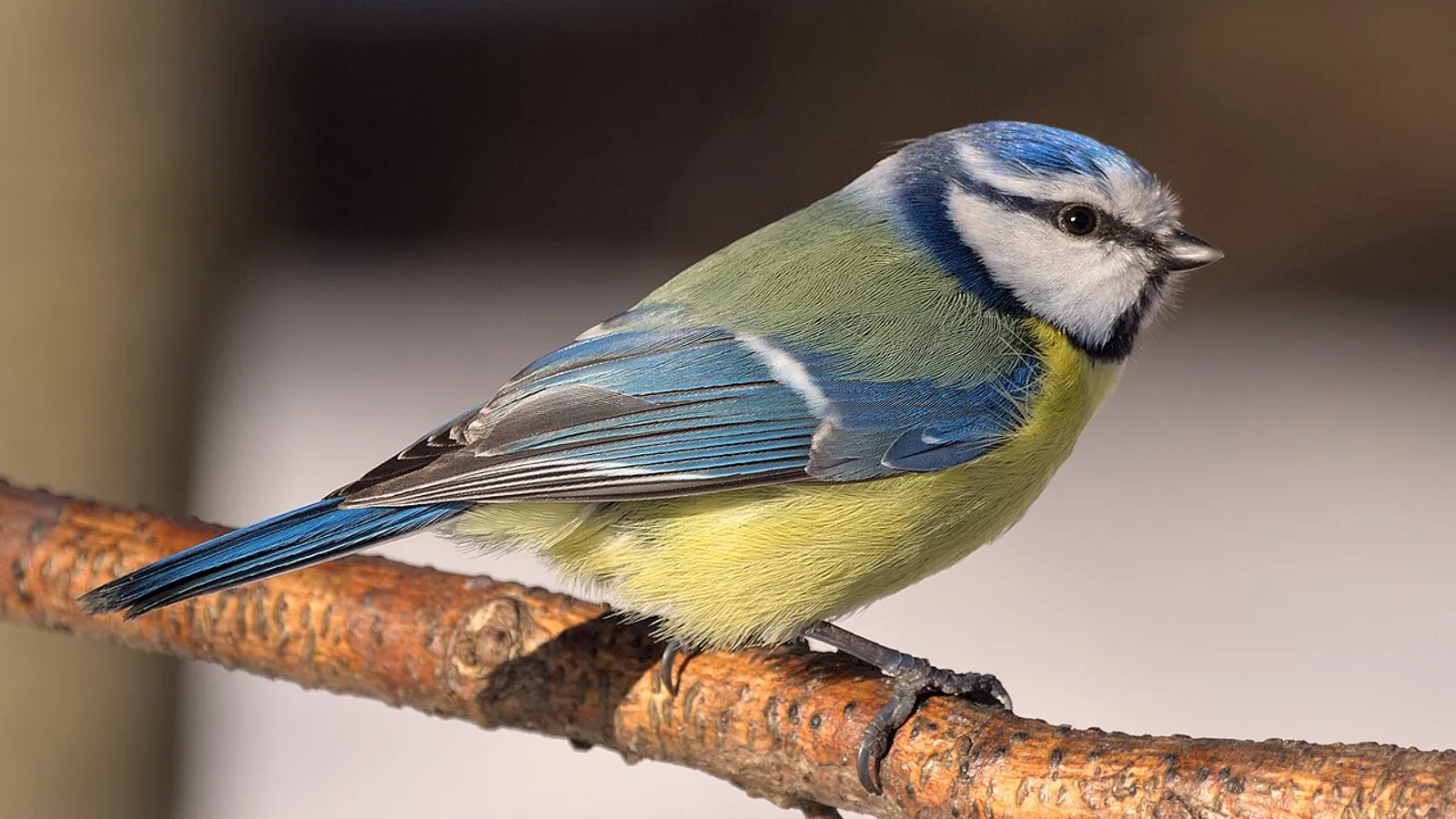 Cinciarella (Cyanistes caeruleus)