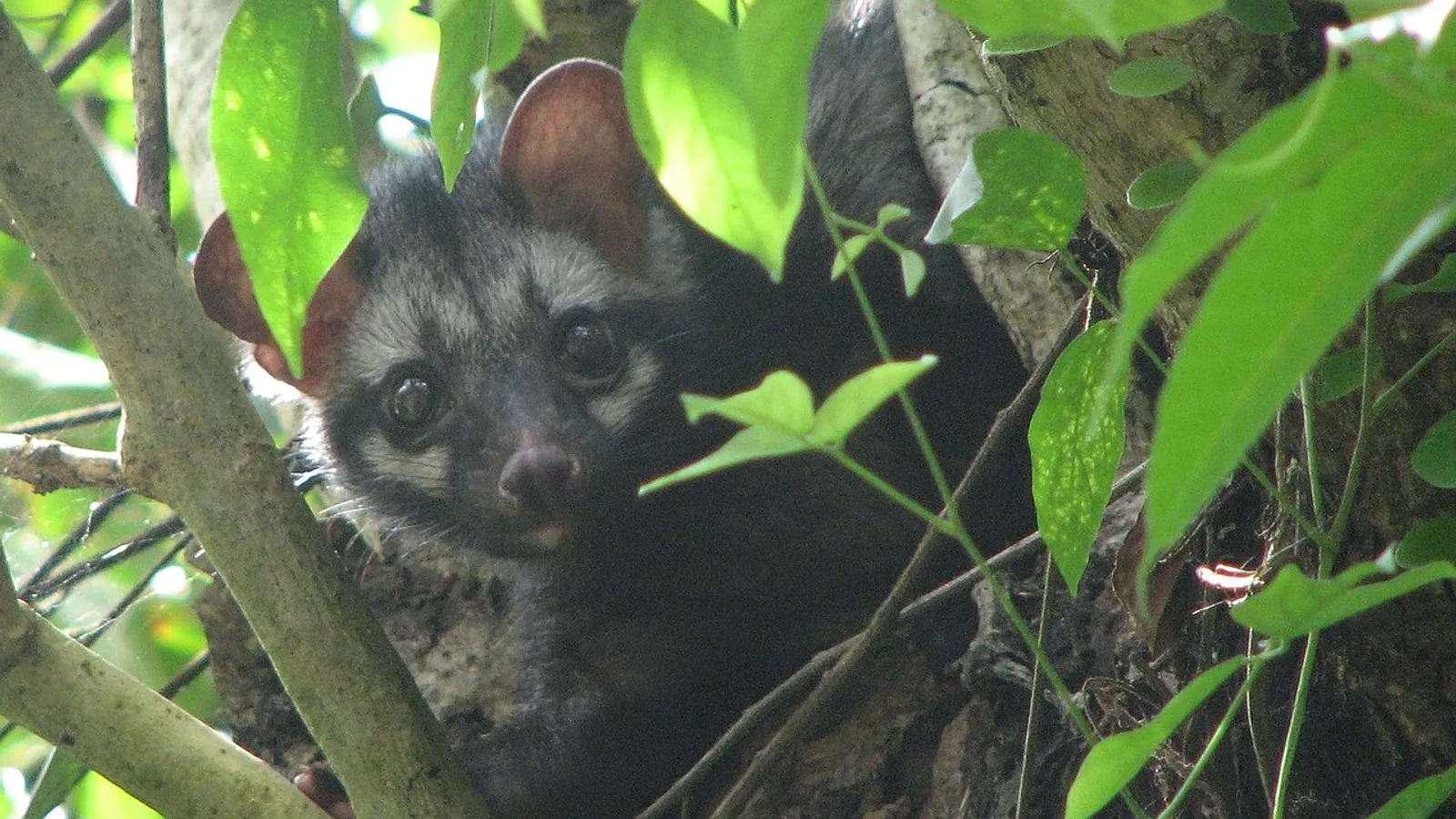 Asian palm civet (Paradoxurus hermaphroditus)