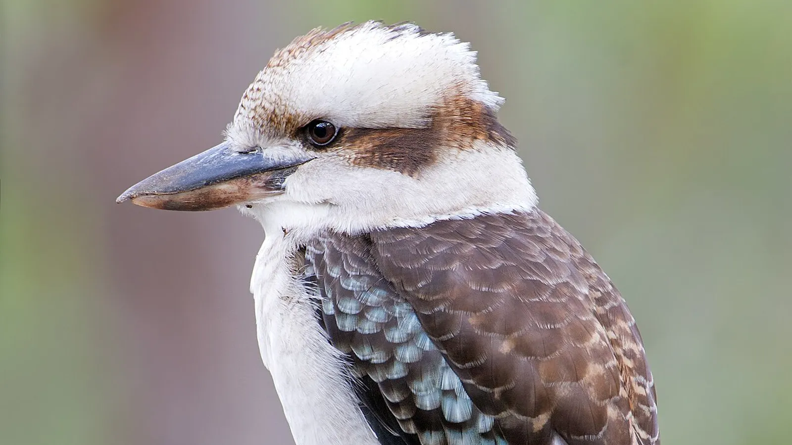 Kookaburra sghignazzante (Dacelo novaeguineae)