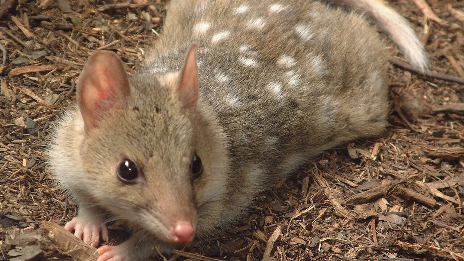 Quoll orientale (Dasyurus viverrinus)
