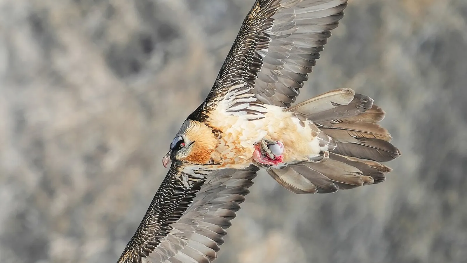 Bearded vulture (Gypaetus barbatus)