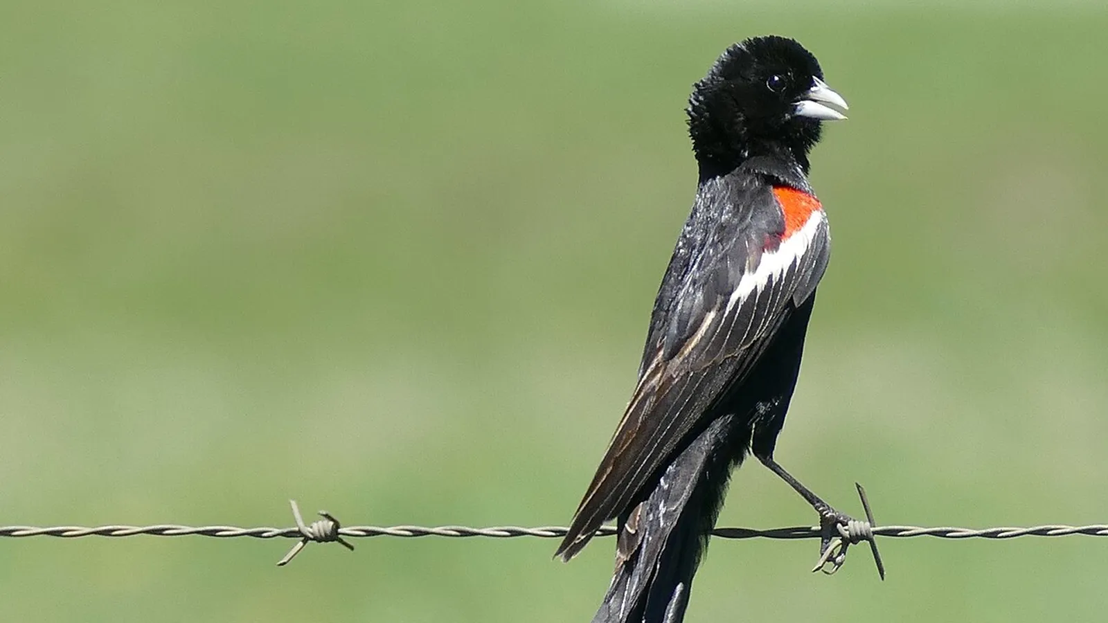 Vedova codalunga (Euplectes progne)