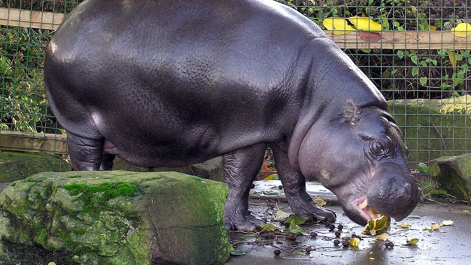 Pygmy hippopotamus (Choeropsis liberiensis)