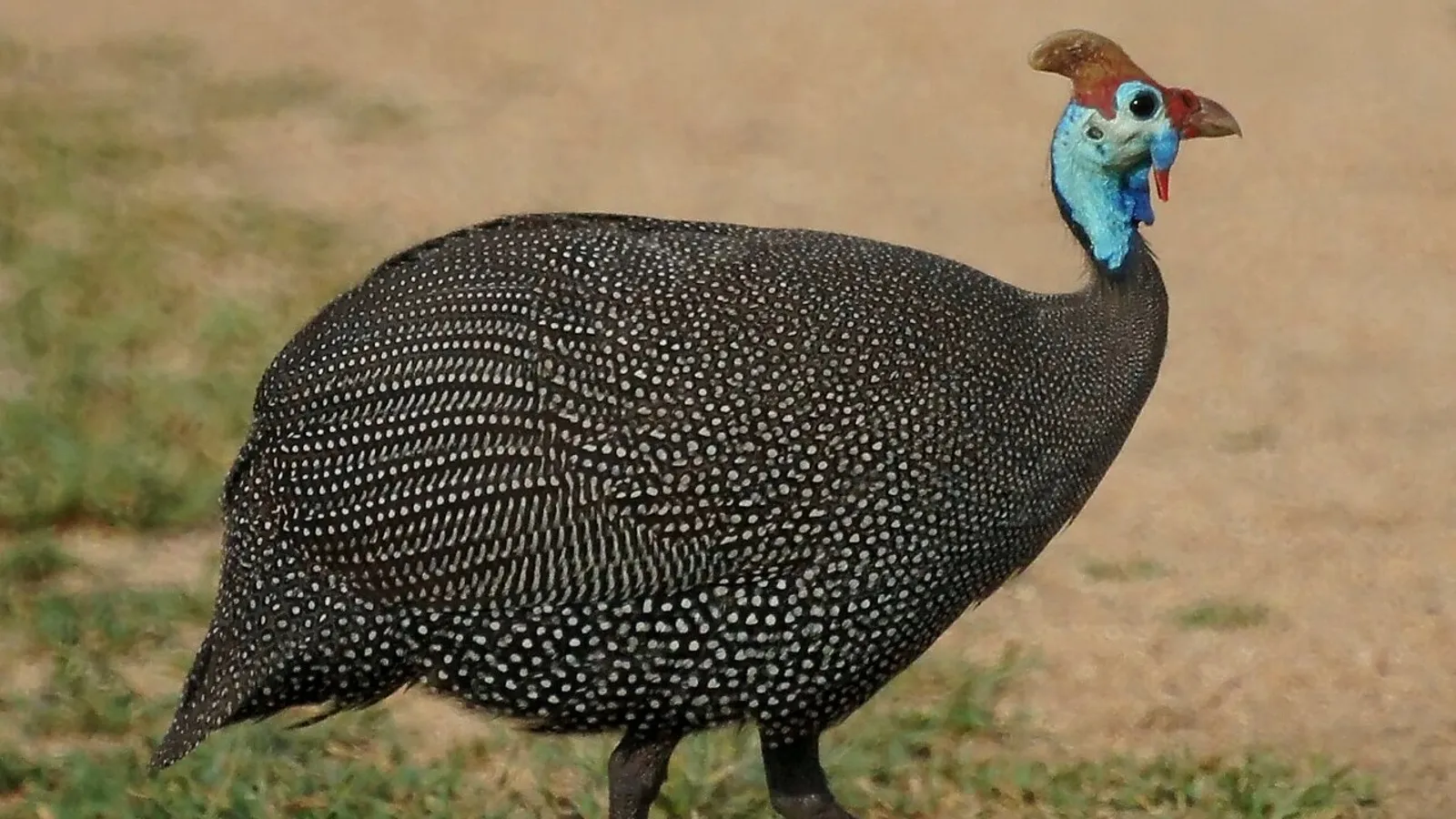 Faraona (Numida meleagris)