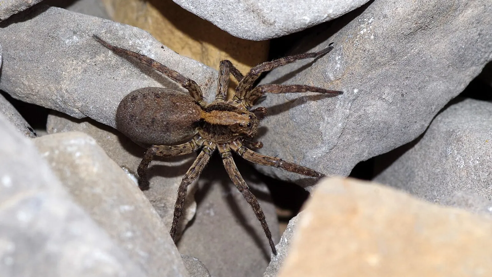 Tarantola di Puglia (Lycosa tarantula)