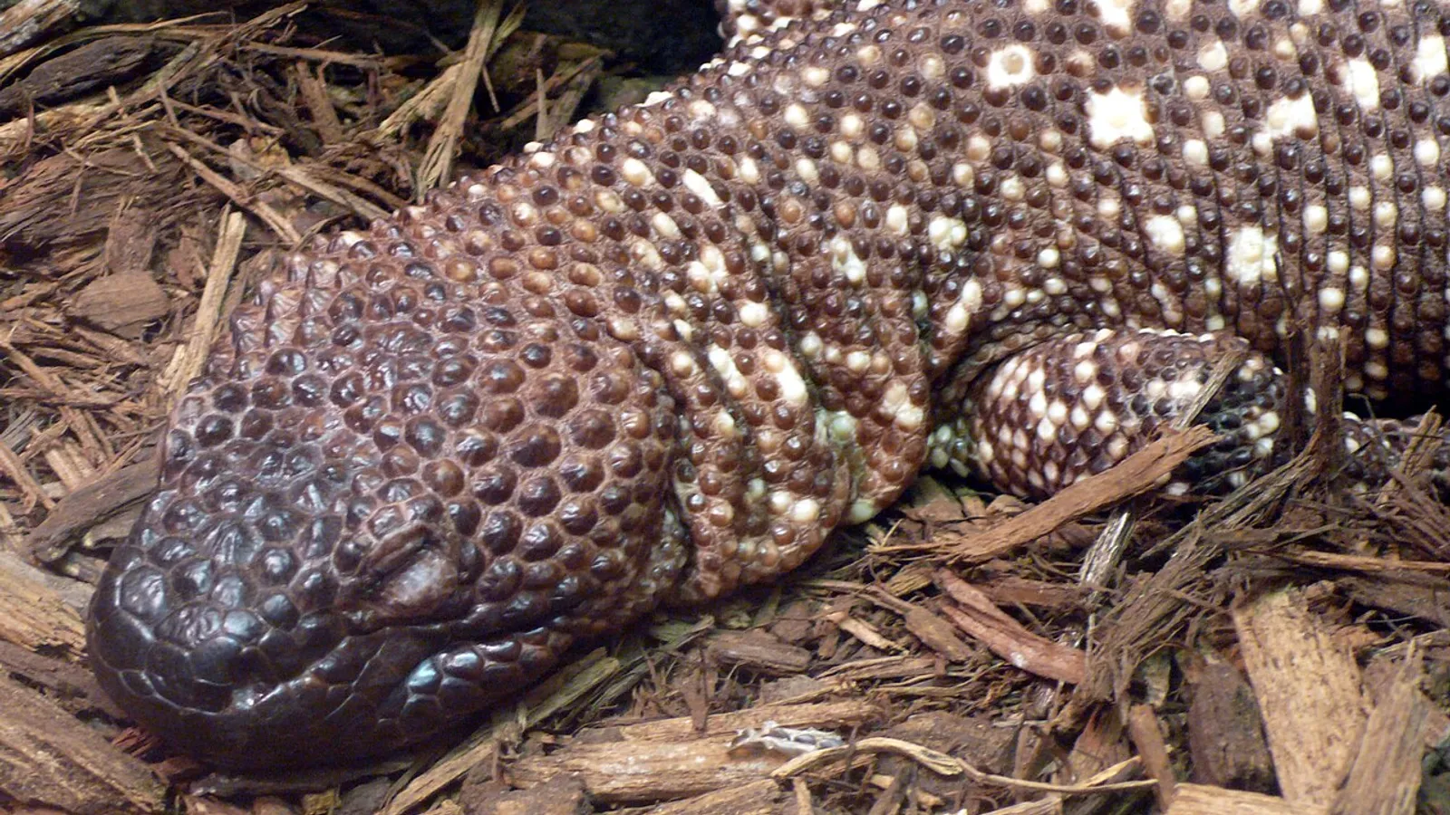 Elodermo messicano (Heloderma horridum)