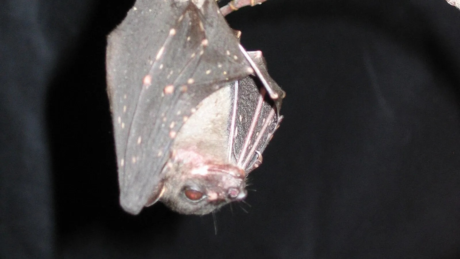 Spotted-winged fruit bat (Balionycteris maculata)