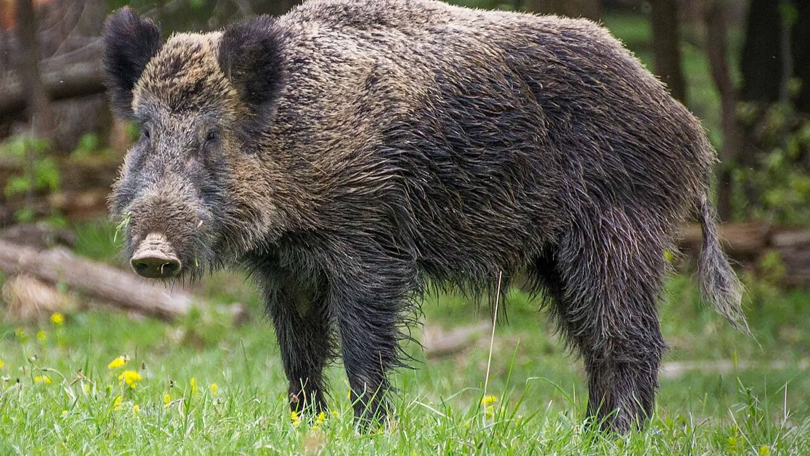Cinghiale (Sus scrofa)