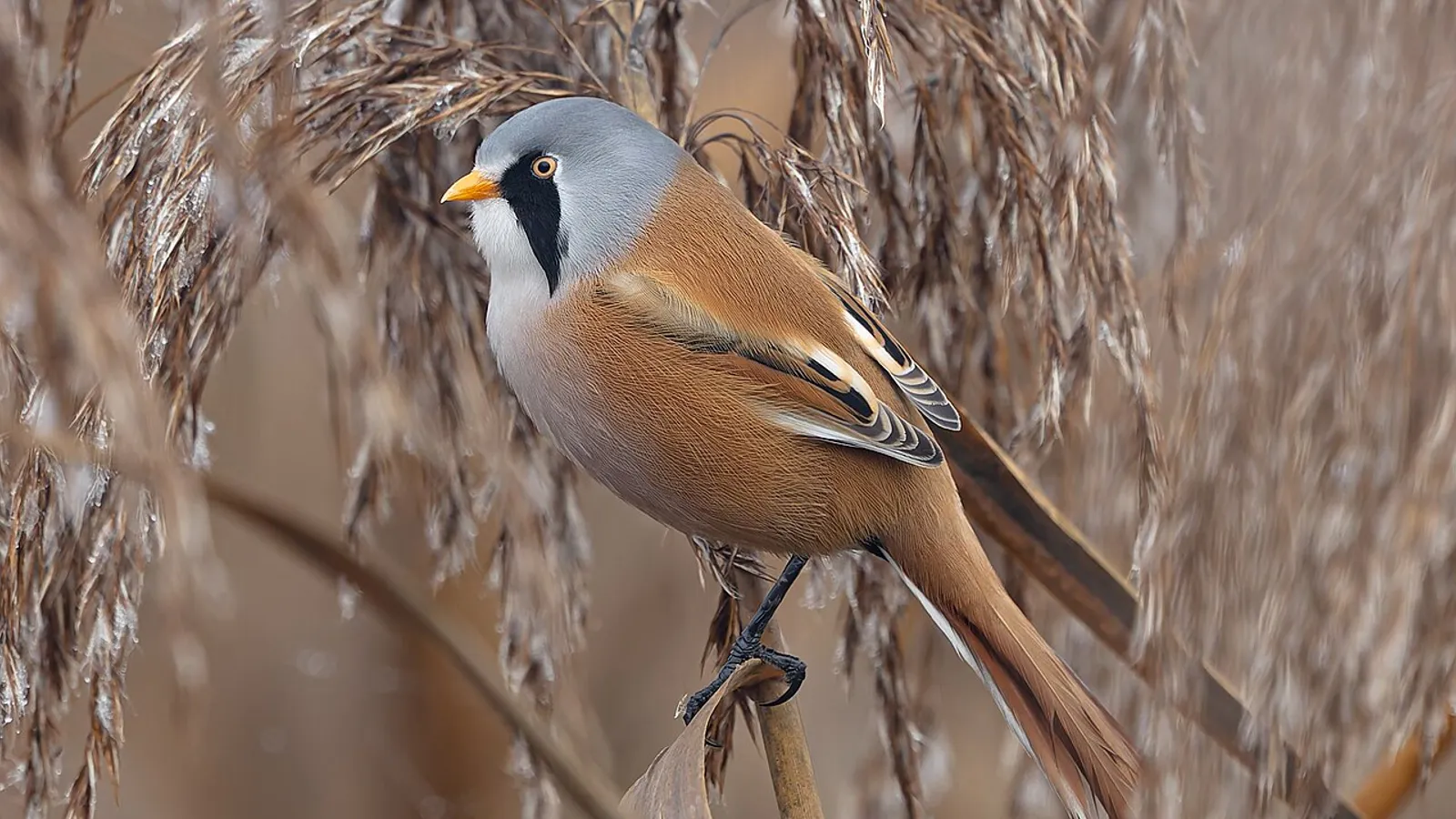 Basettino (Panurus biarmicus)