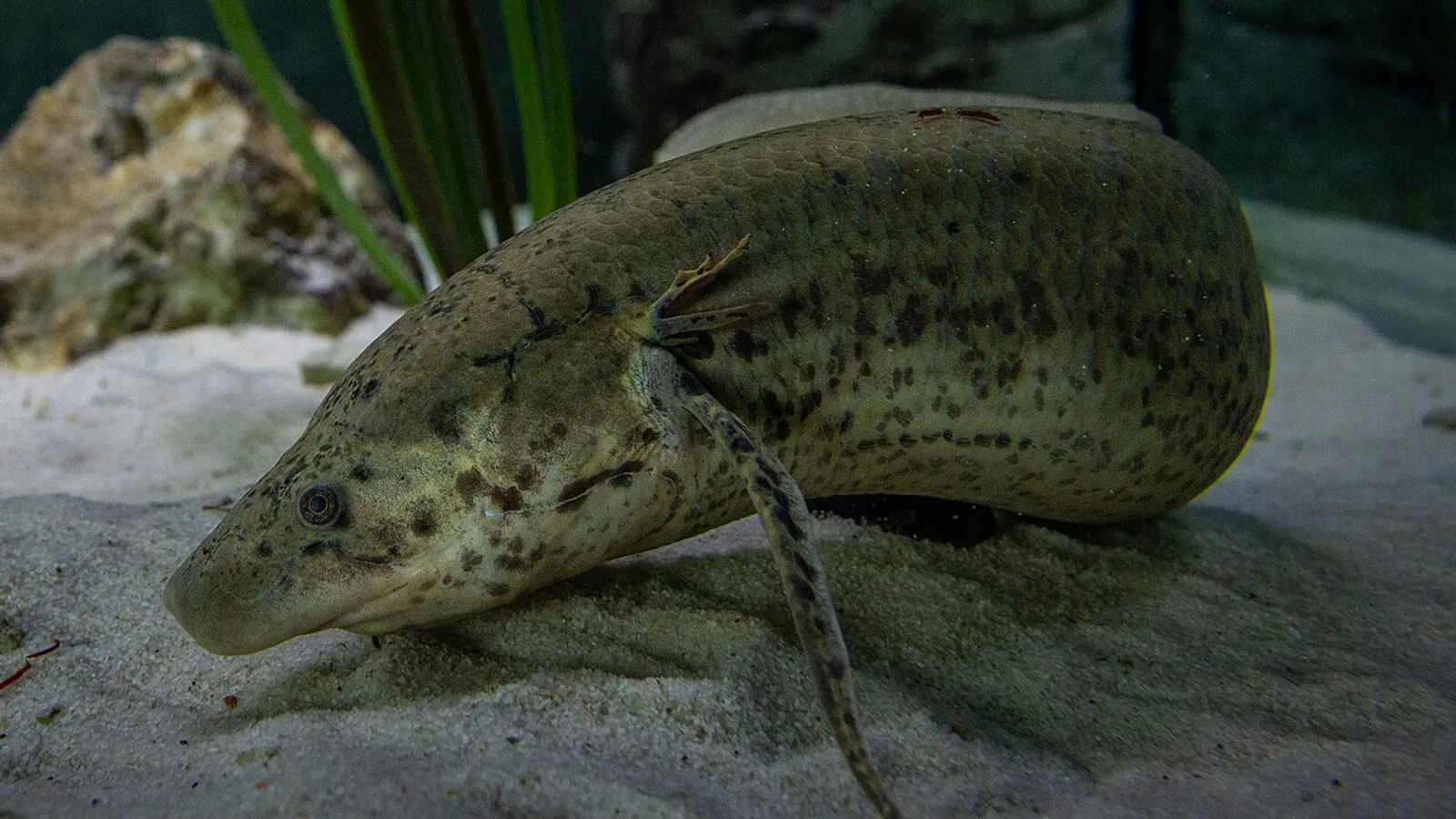 Pesce polmonato africano (Protopterus annectens)