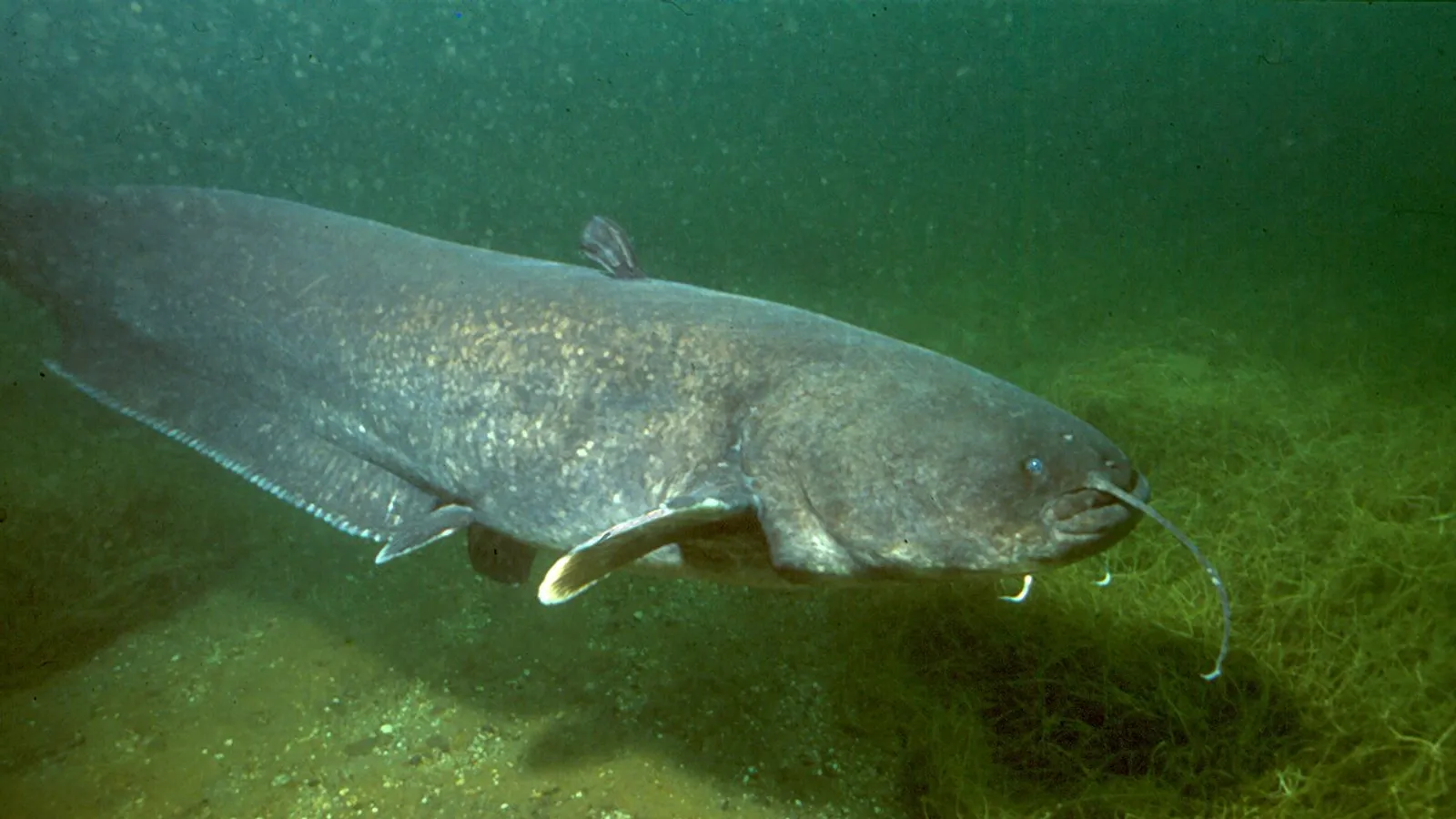 Siluro europeo (Silurus glanis)