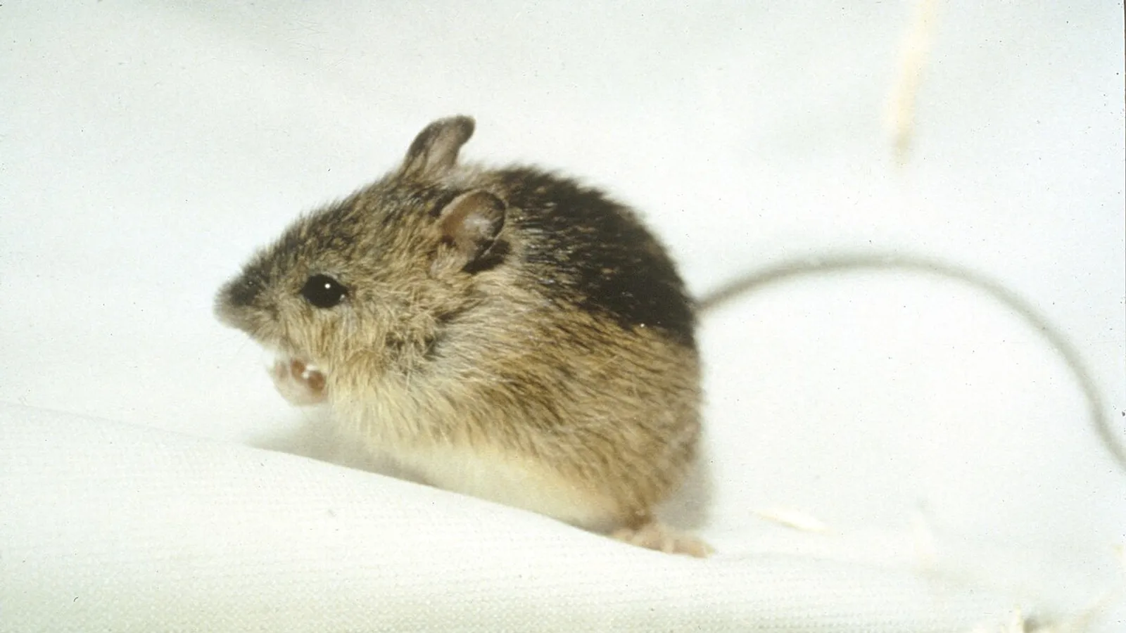 Meadow jumping mouse (Zapus hudsonius)