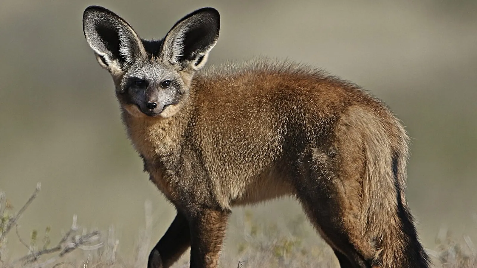 Bat-eared fox (Otocyon megalotis)