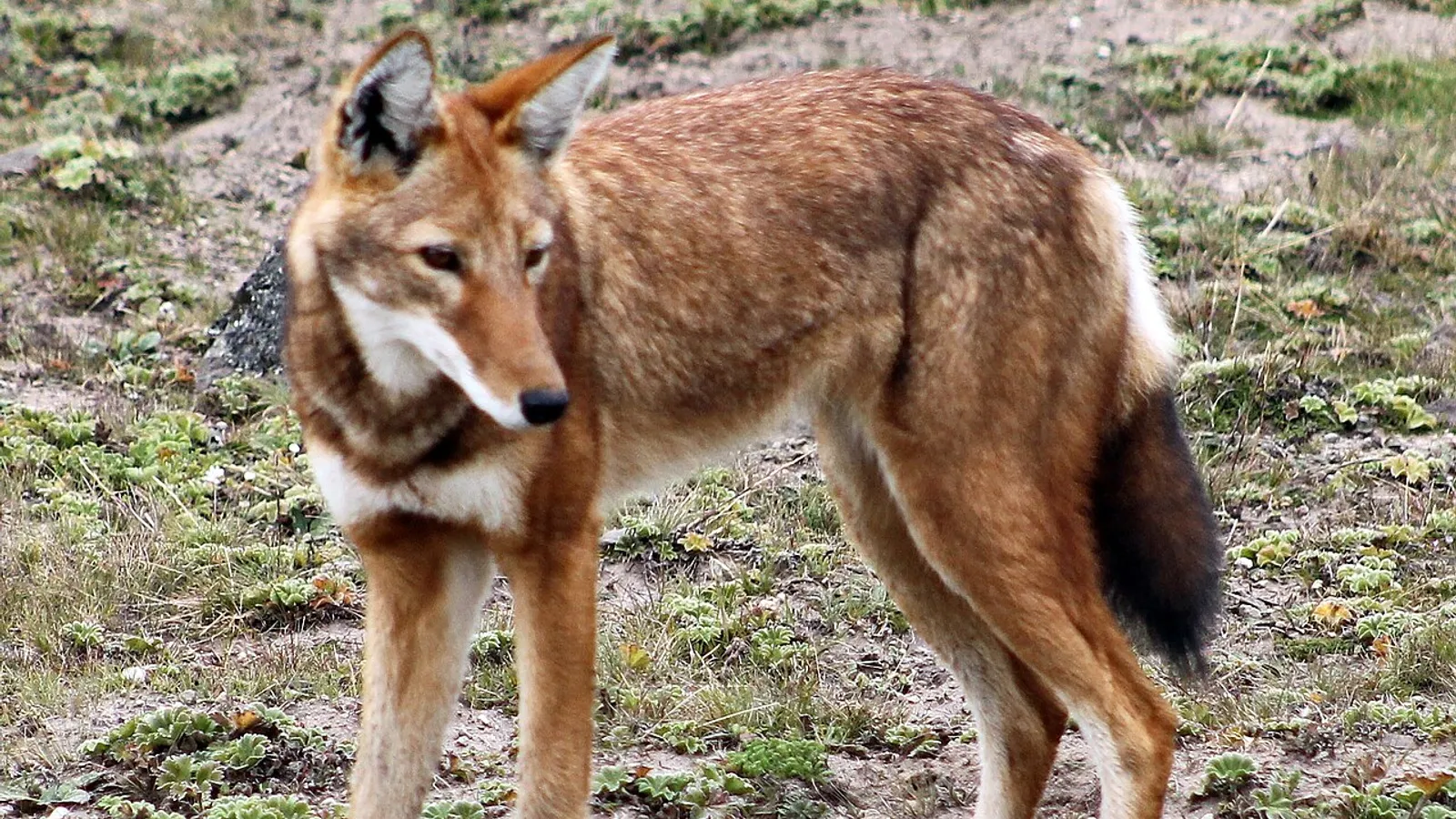 Lupo etiope (Canis simensis)