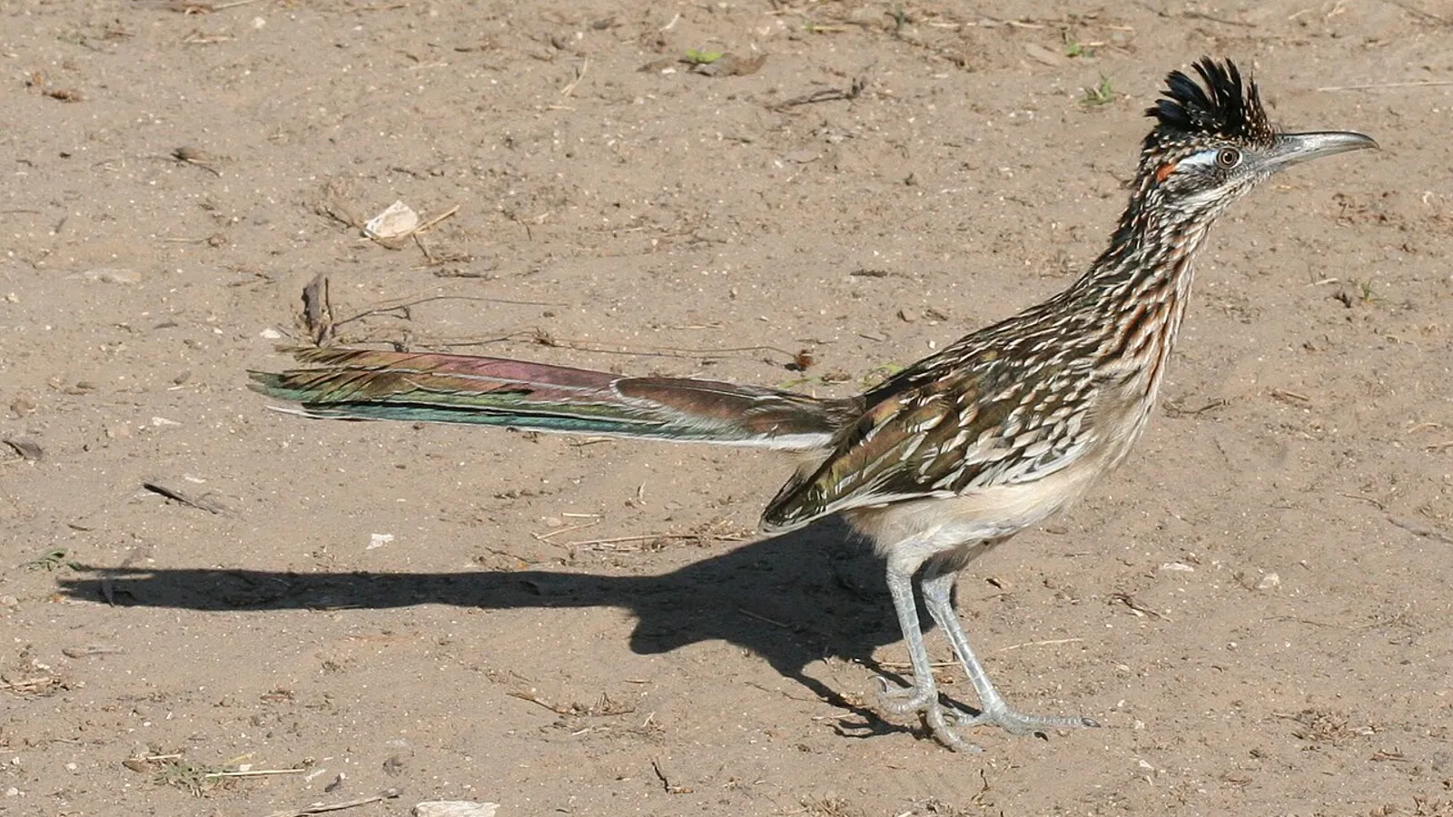Cuculo corridore (Geococcyx californianus)