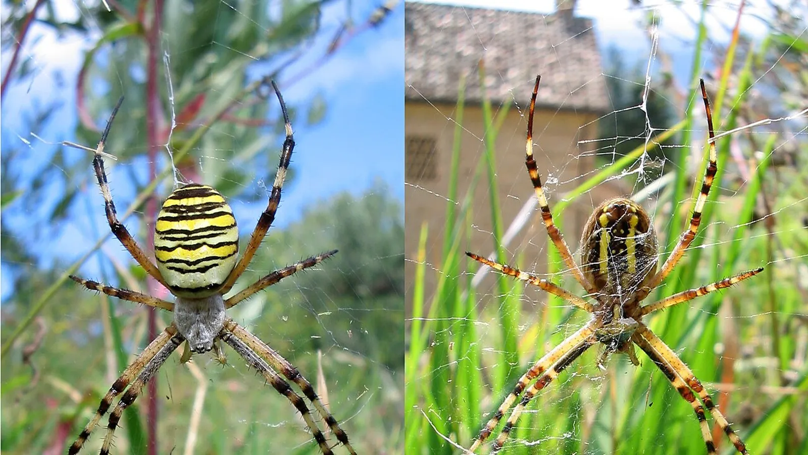 Ragno vespa (Argiope bruennichi)
