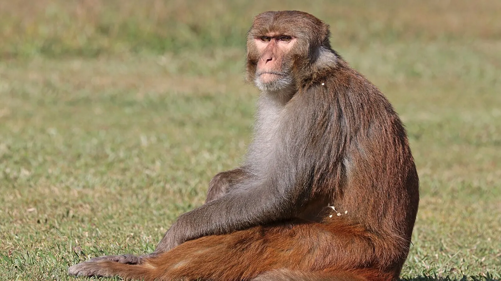Macaco rhesus (Macaca mulatta)