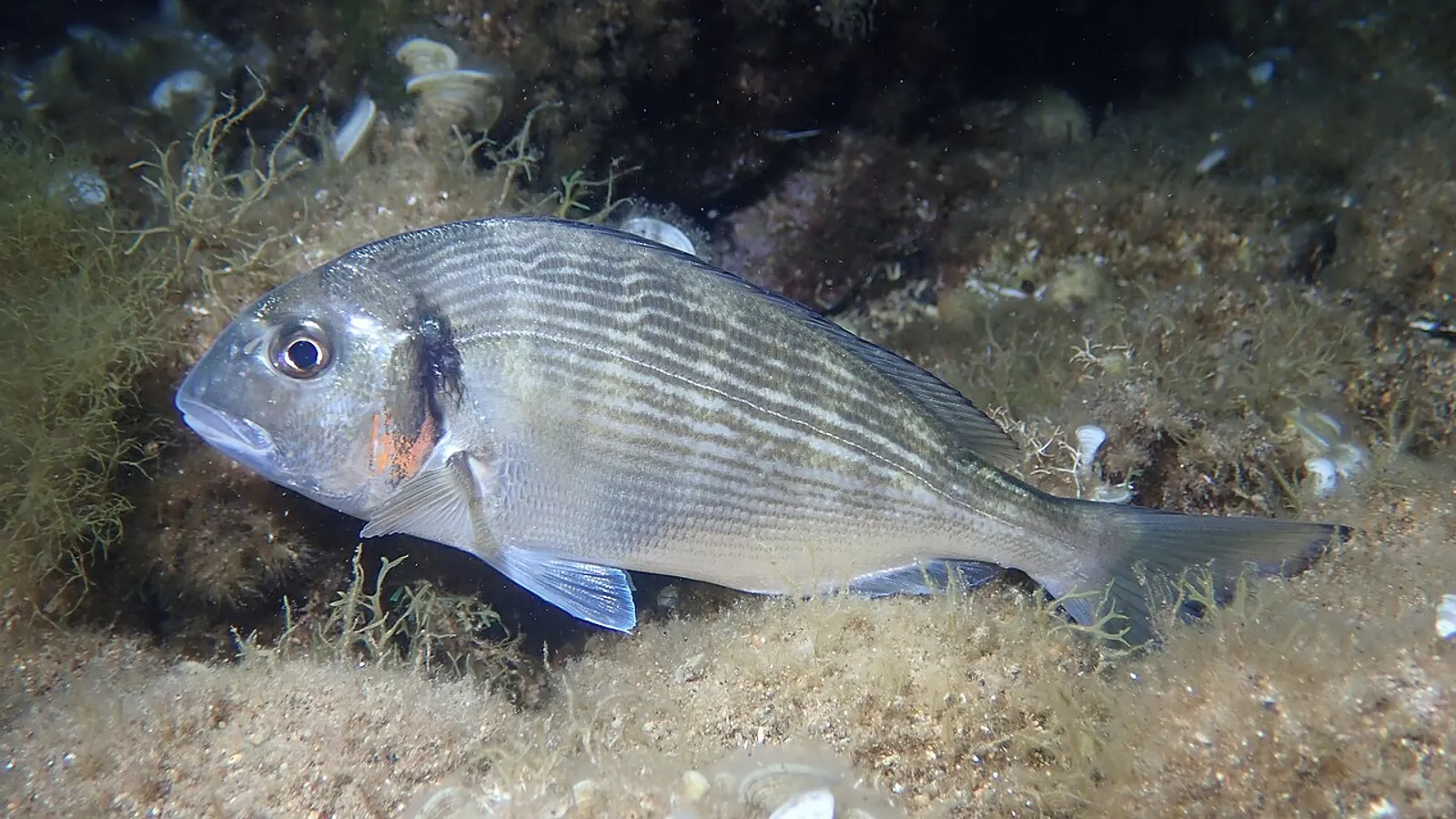 Orata (Sparus aurata)