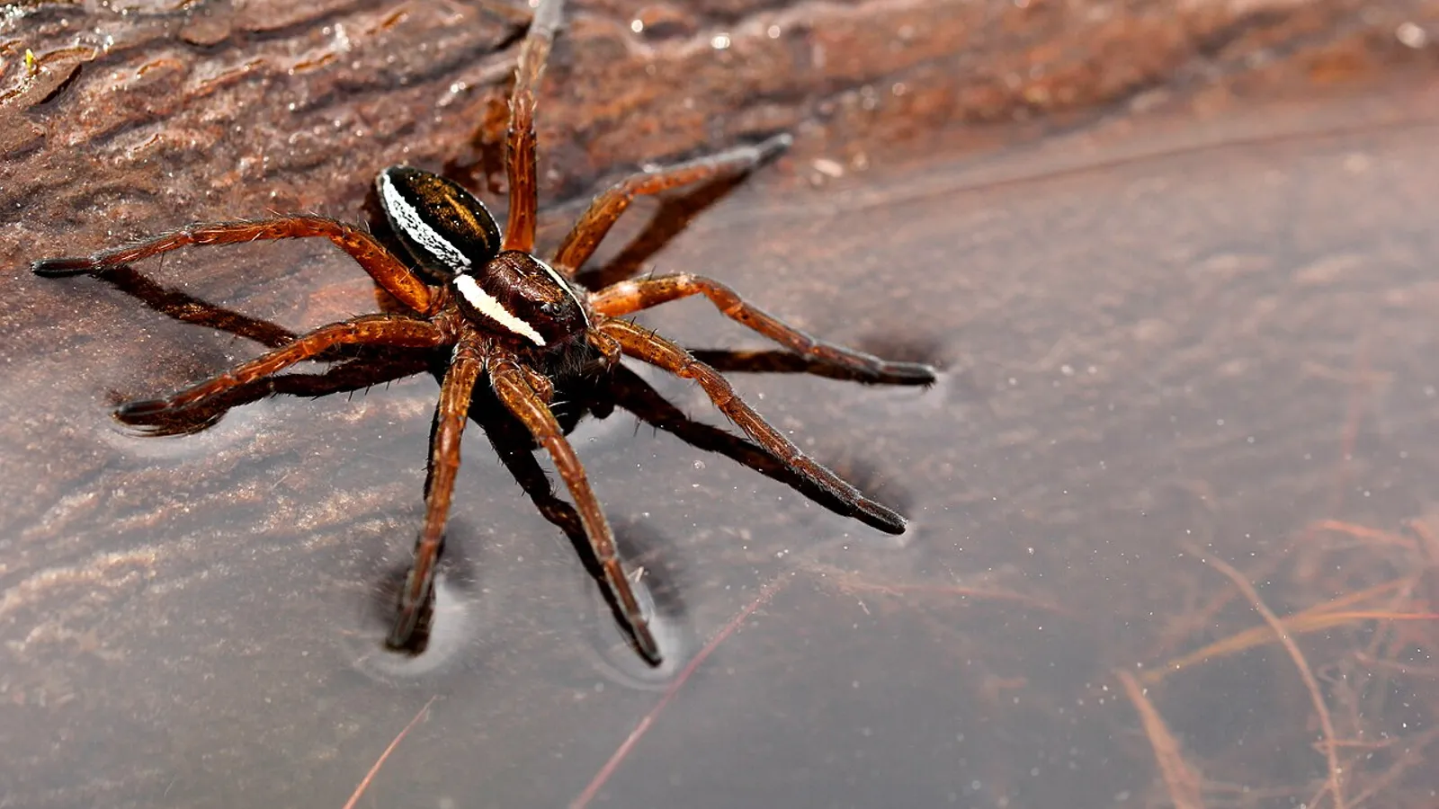 Ragno pescatore (Dolomedes fimbriatus)