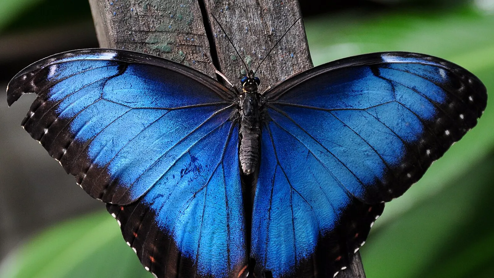 Farfalla morpho blu (Morpho menelaus)